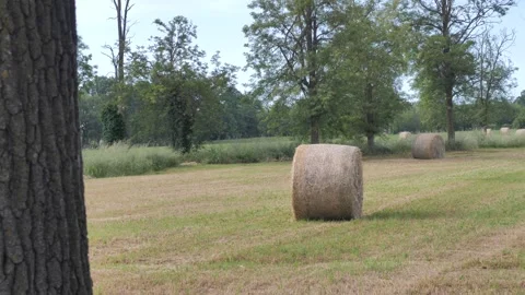 Hay balls in the landscape Stock Footage 278156552