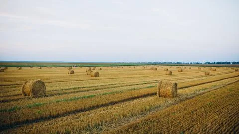 Hay in a circle on the field Stock Photos