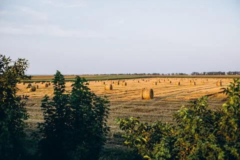 Hay in a circle on the field Stock Photos