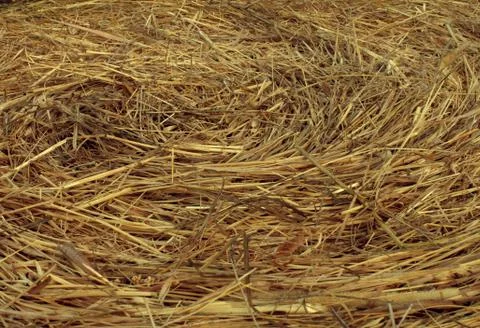 Hay circular texture Stock Photos