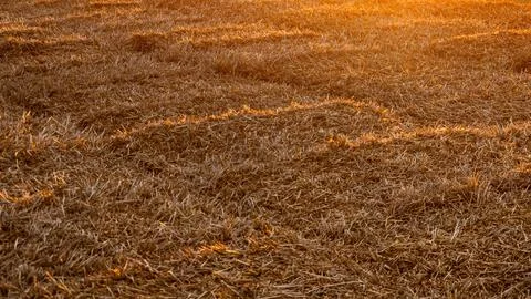 Hay close-up, illuminated by the rays of the sun at sunset. Rural landscape. Stock Photos