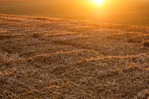 Hay close-up, illuminated by the rays of the sun at sunset. Rural landscape. Stock-Fotos