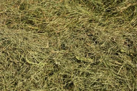 Hay, close-up Stock Photos