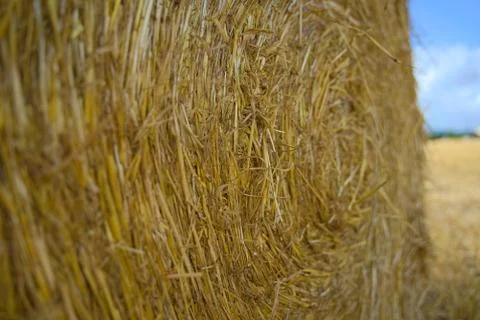 Hay close up Stock Photos