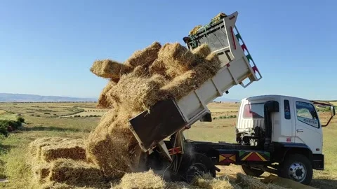 Hay cuboid Bales 스톡 동영상 165530213