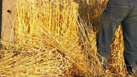 Hay cutting Stock Footage 91309461