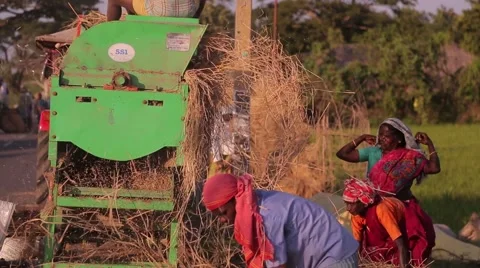 Hay cutting machine in India Stock Footage 49322031