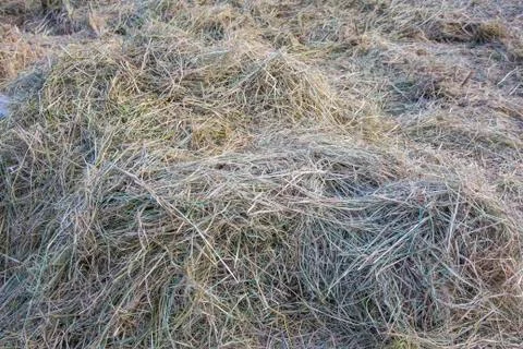 Hay dry grass background Stock Photos