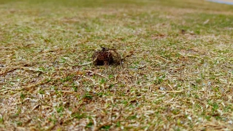 Hay on dry grass 스톡 동영상 236709844