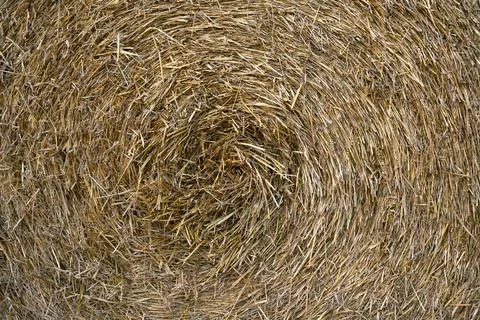 Hay dry straw texture background Foto stock