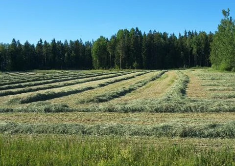 Hay drying Stock Photos
