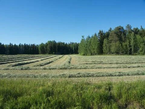 Hay drying Stock Photos