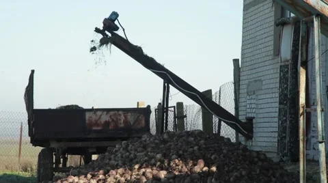 Hay Falling From Conveyor Line on Trailer in National Reserve Stock Footage 62471254