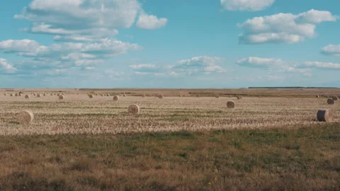 Hay for feeding animals Stock Footage 251694026