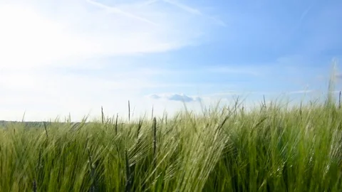 Hay field blowing in the wind Video stock 79098415