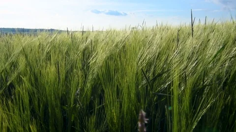 Hay field blowing in the wind Video stock 79098718