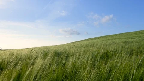 Hay field blowing in the wind Video stock 79101185