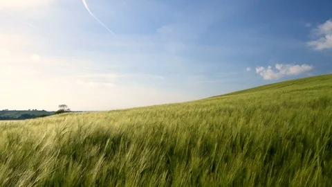 Hay field blowing in the wind Video stock 79116156