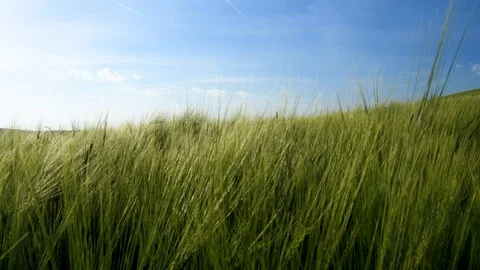 Hay field blowing in the wind Video stock 79116524