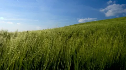 Hay field blowing in the wind Video stock 79120812