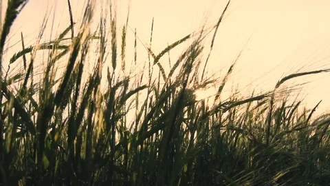 Hay field blowing in the wind Stock Footage 79121507