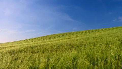 Hay field blowing in the wind Video stock 79126971