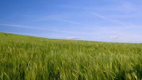 Hay field blowing in the wind Video stock 79128997