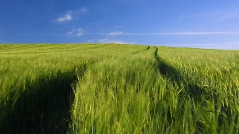 Hay field blowing in the wind Video stock 79131637
