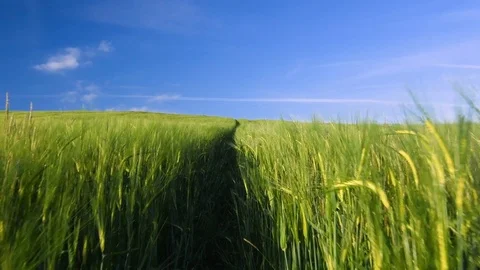 Hay field blowing in the wind Video stock 79132448