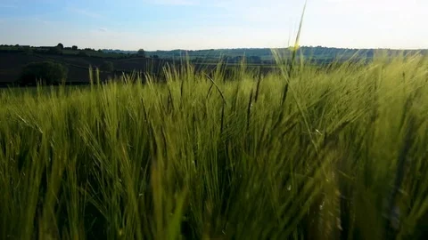 Hay field blowing in the wind Video stock 79164886