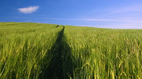 Hay field blowing in the wind Video stock 79171749