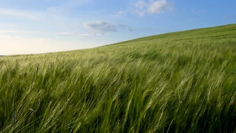 Hay field blowing in the wind Stock Footage 89870715