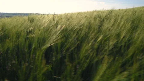 Hay field blowing in the wind Stock Footage 89873186
