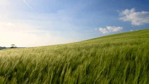 Hay field blowing in the wind Stock Footage 89873187