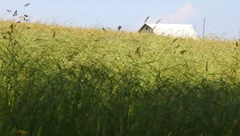 Hay field Stock Footage 7734844