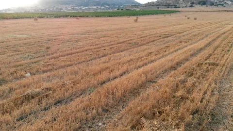 Hay field Stock Footage 100787505
