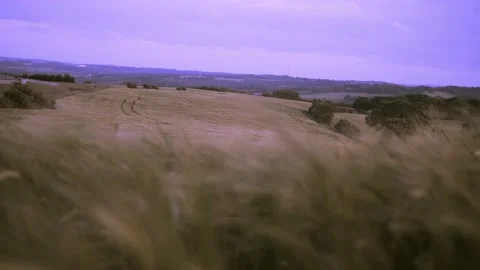 Hay Field Vídeo Stock 239543466