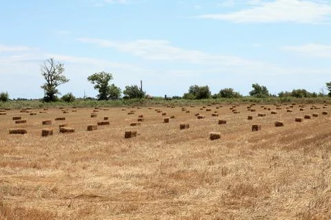 Hay on field Stock Photos