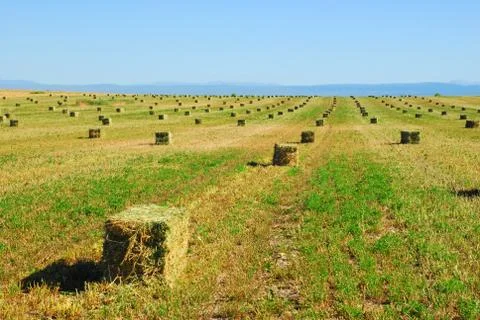 Hay Field Stock-Fotos