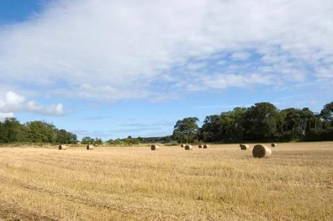Hay field Stock Photos