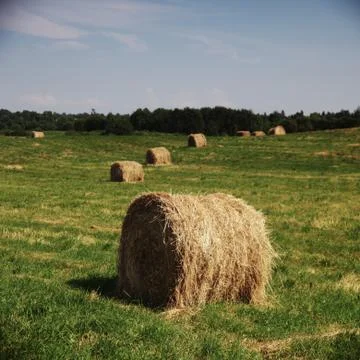 Hay on field Stock Photos