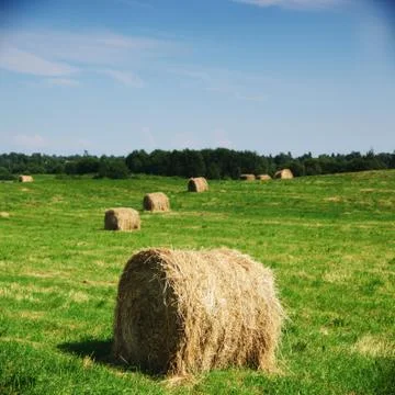 Hay on field Stock Photos