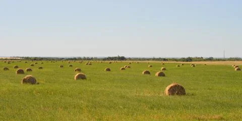 Hay on field Stock Photos
