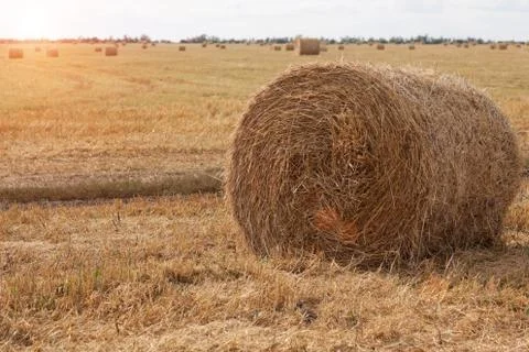 Hay in the field Stock Photos