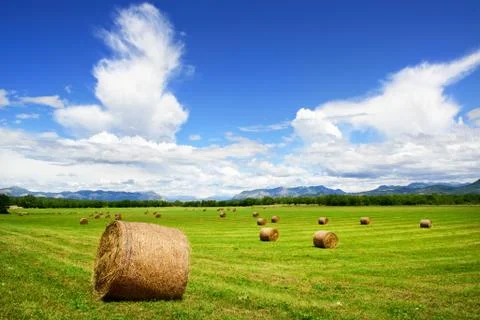 Hay field Photos