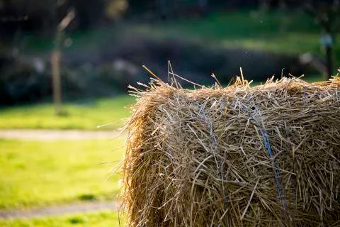 Hay in the field Stock-Fotos