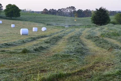 Hay field Stock Photos