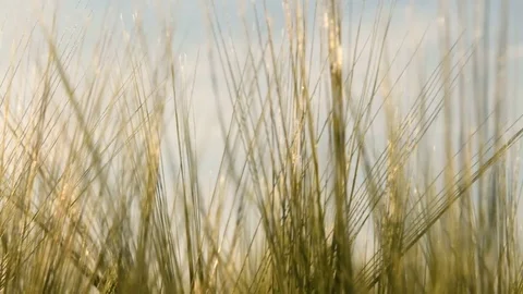 Hay field at Sunset Video stock 79167786