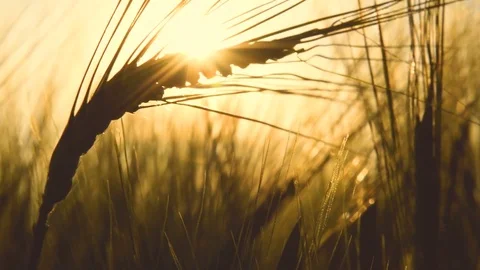 Hay field at Sunset Stock Footage 79174740