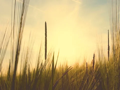 Hay field at Sunset Stock Footage 79178960